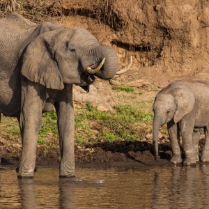 Elefanten am Mara River Elefanten am Mara River