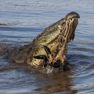Dieses Krokodil hat seinen Fang gemacht Dieses Krokodil hat seinen Fang gemacht