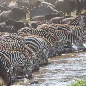 Sehr nervös wird zunächst etwas getrunken Sehr nervös wird zunächst etwas getrunken