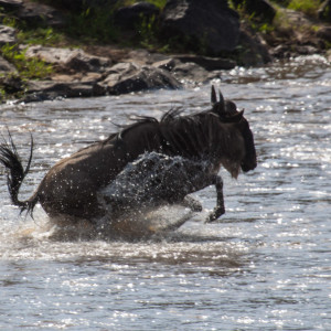 In riesigen Sprüngen ans andere Ufer In riesigen Sprüngen ans andere Ufer