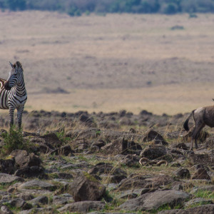 Wo ist nur meine Mami? Wo ist nur meine Mami?
