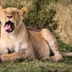 Gähnender Löwe Gähnender Löwe