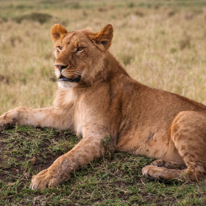 Löwe hält Ausschau Löwe hält Ausschau
