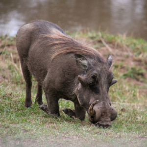 Warzenschwein im Camp Warzenschwein im Camp