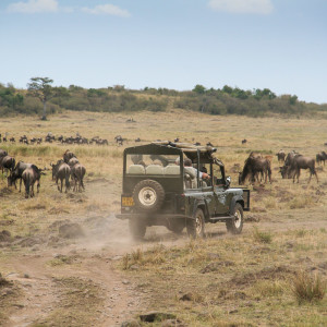 Mitten durch die Gnuherde Mitten durch die Gnuherde