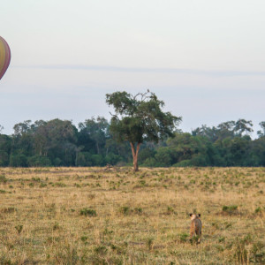Heissluftballon über der Masai Mara Heissluftballon über der Masai Mara