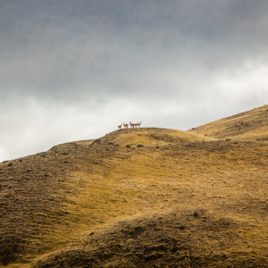 Stimmungsvoll stehen die Guanacos auf dem Hügel