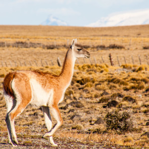 Guanaco