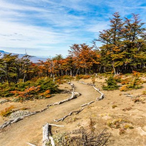 Herbstfarben in den Buchenwäldern
