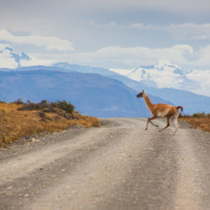Ein Guanaco kreuzt unseren Weg Ein Guanaco kreuzt unseren Weg
