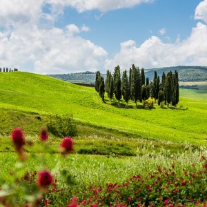 Einsame Zypressengruppe auf dem Weg in die Crete. Einsame Zypressengruppe auf dem Weg in die Crete.