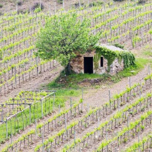 kleine Hütte im Weinberg kleine Hütte im Weinberg