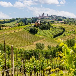 Weinberge vor San Gimignano
