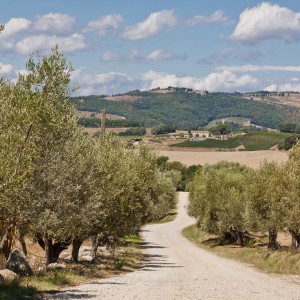 Auf dem Weg nach Volterra
