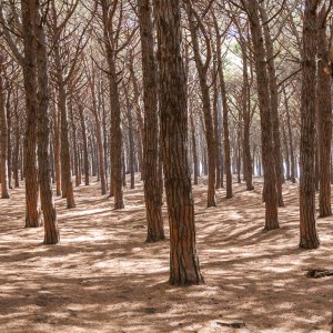 Pinienwald in der Nähe von Cecina