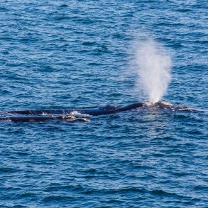 Ein Wal mit seinem Jungtier Ein Wal mit seinem Jungtier
