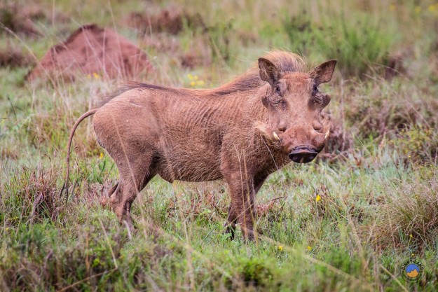 Ein fotogenes Warzenschwein