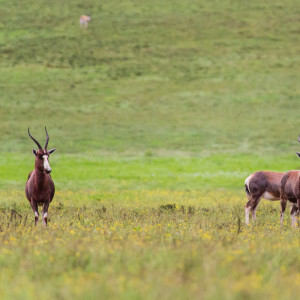 Blessbock (Buntbock) in Shamwari Blessbock (Buntbock) in Shamwari