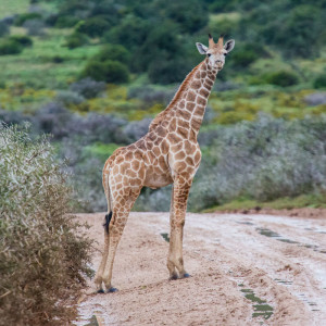 Kleine Giraffe im Shamwari Game Reserve Kleine Giraffe im Shamwari Game Reserve