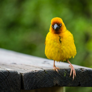grantig dreinschauender Webervogel grantig dreinschauender Webervogel