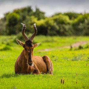 Müde Leierantilope Müde Leierantilope