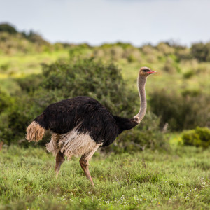 Strauß im Addo Nationalpark Strauß im Addo Nationalpark