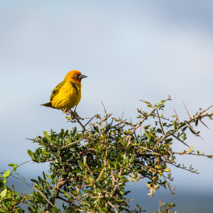 Webervogel Webervogel