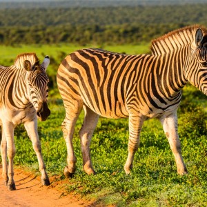 Zebras im schönsten Morgenlicht Zebras im schönsten Morgenlicht