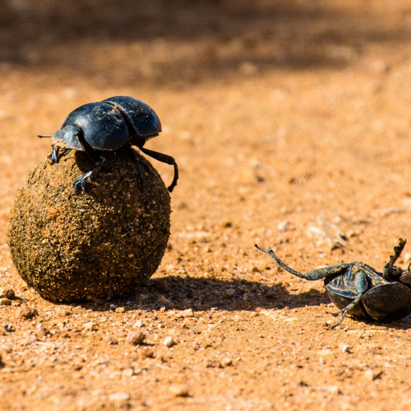 kämpfende Mistkäfer kämpfende Mistkäfer