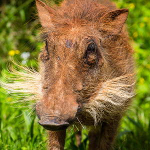 Walzenschwein mit üppigem Bart Walzenschwein mit üppigem Bart