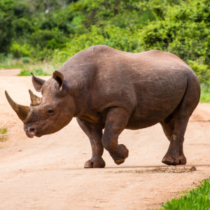 seltenes Spitzmaulnashorn kreuzt unseren Weg seltenes Spitzmaulnashorn kreuzt unseren Weg