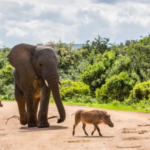 Erst werden die Walzenschweine verscheucht… Erst werden die Walzenschweine verscheucht...
