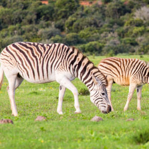 Zebras entlang des Gorah Loops Zebras entlang des Gorah Loops