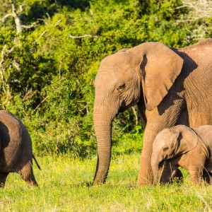 Elefantenfamilie auf dem Weg zum Wasserloch Elefantenfamilie auf dem Weg zum Wasserloch