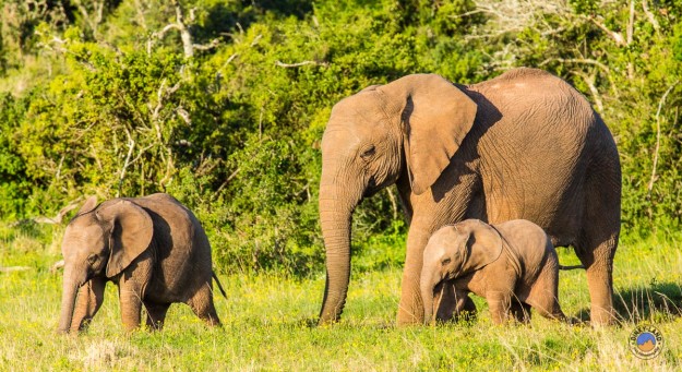 Elefantenfamilie auf dem Weg zum Wasserloch