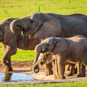 Elefanten am Carol’s Rest Wasserloch Elefanten am Carol's Rest Wasserloch