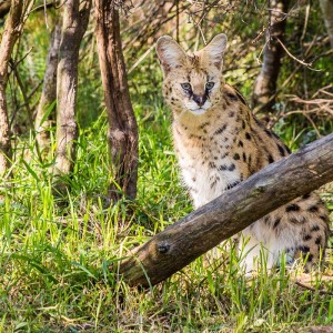 Serval Serval