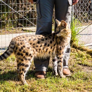 Zutraulicher Serval streicht um meine Beine Zutraulicher Serval streicht um meine Beine