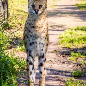 Servalmännchen Servalmännchen