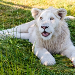 Junger weißer Löwe Junger weißer Löwe