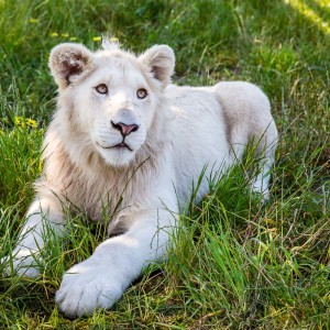 Der Schöne Der Schöne