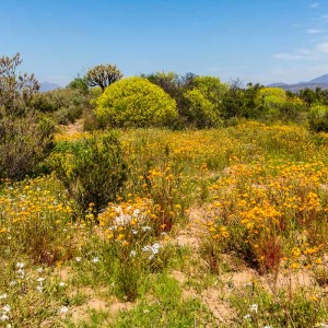 Ramskop Nature Reserve Ramskop Nature Reserve
