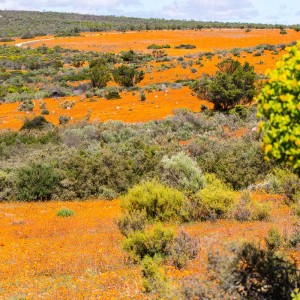 Orange blühende Blumen soweit das Auge reicht Orange blühende Blumen soweit das Auge reicht