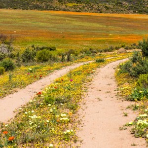 Sogar auf dem Mittelstreifen wachsen die Wildblumen Sogar auf dem Mittelstreifen wachsen die Wildblumen