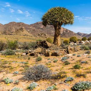 Köcherbaum im Goegab Nature Reserve Köcherbaum im Goegab Nature Reserve