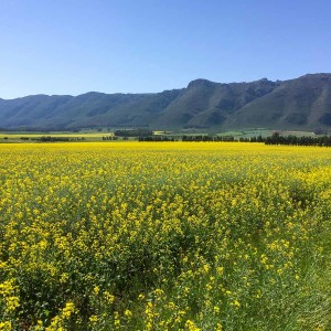 Rapsfelder in der Nähe von Clanwilliam Rapsfelder in der Nähe von Clanwilliam