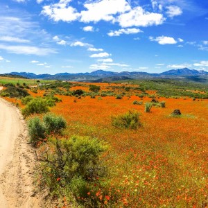 Im Namaqualand National Park Im Namaqualand National Park