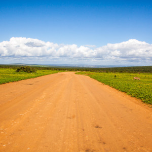 Straße im Addo Elephant Park Straße im Addo Elephant Park