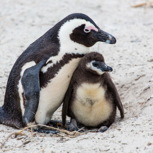 Die Pinguine am Boulders Beach