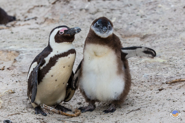 Die Pinguine am Boulders Beach